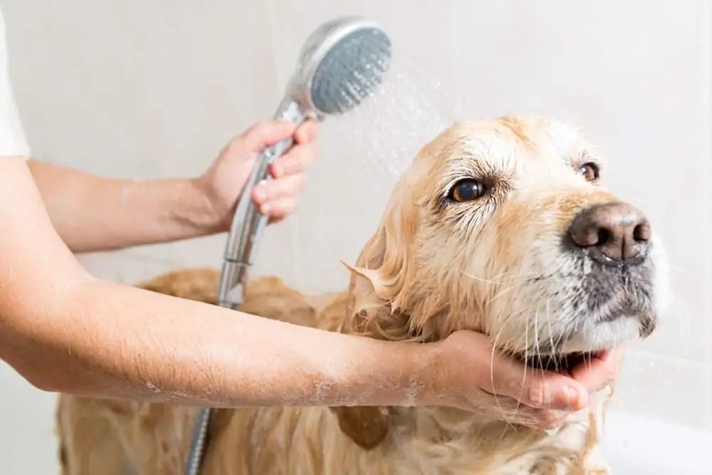 Hund hat Hundeflöhe und wird gewaschen