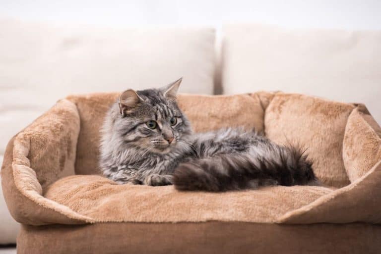 Katzenbett