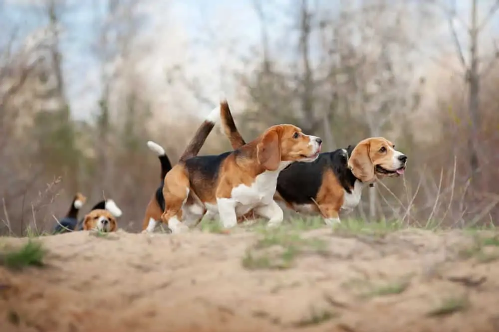 Beagles laufen durch Landschaft