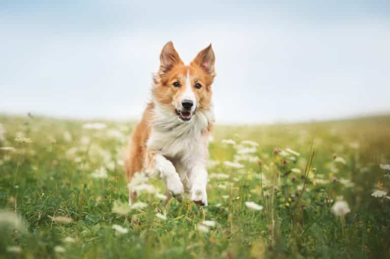 Rückruf beim Hund