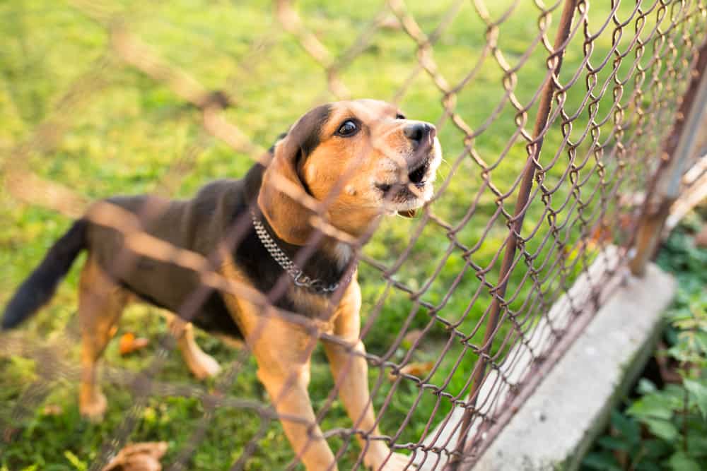 Territoriales Verhalten beim Hund