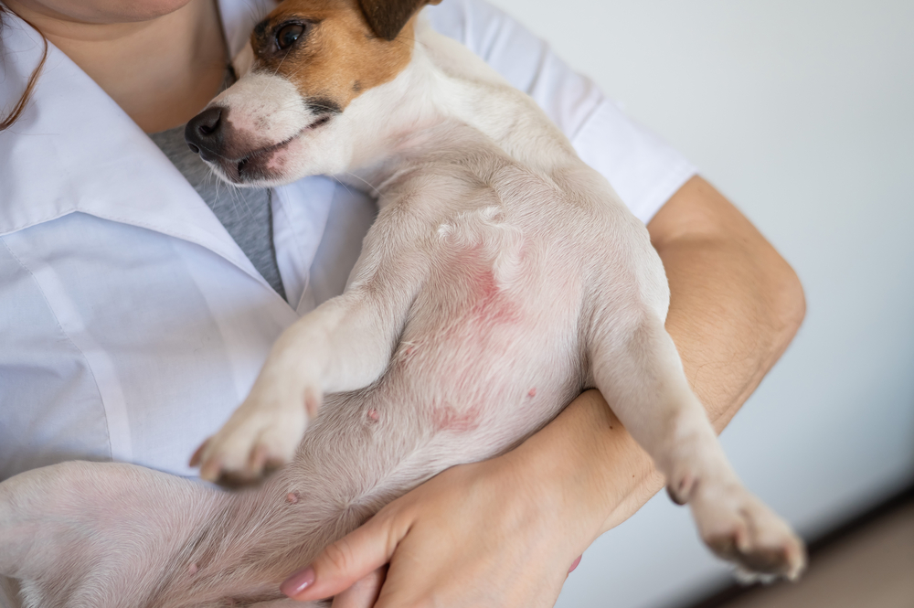 Entgiftung beim Hund über Haut / Fell
