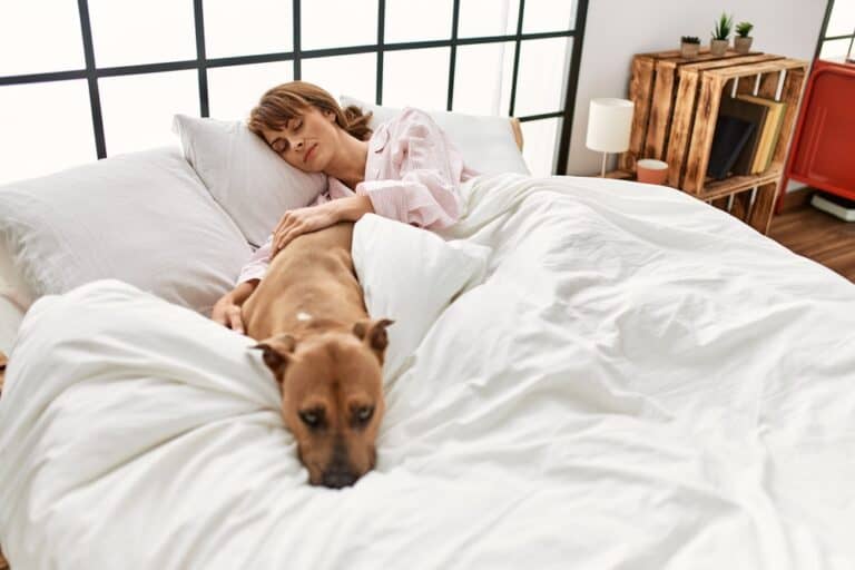 Morgenübelkeit beim Hund
