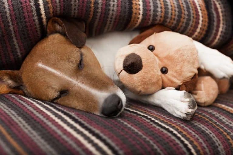 Scheinträchtigkeit beim Hund