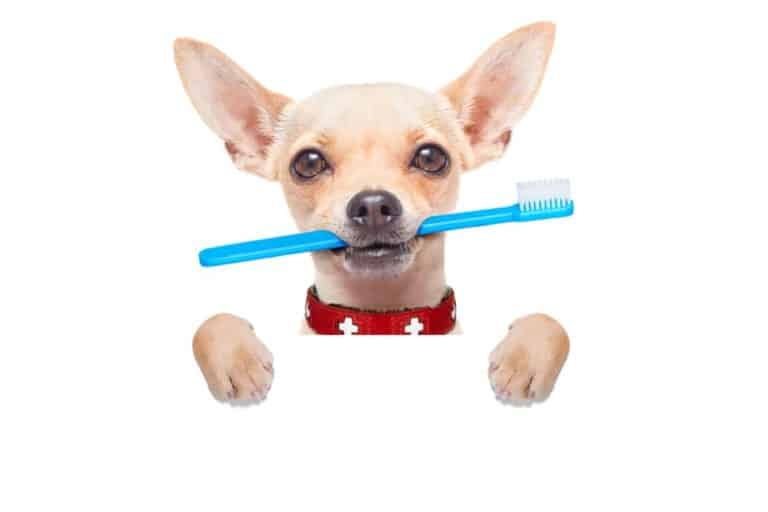 Zahnbürste für Hunde