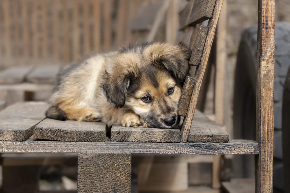 Verfilzungen im Hundefell – die besten 6 Tipps gegen Knoten im Hundehaar