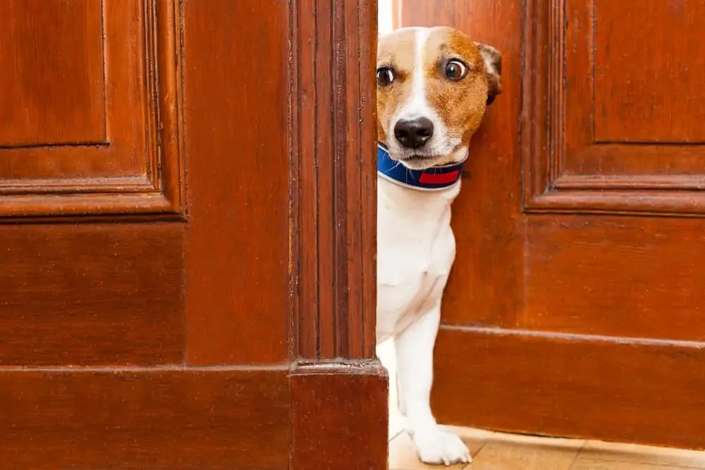 Hund wartet an Tür