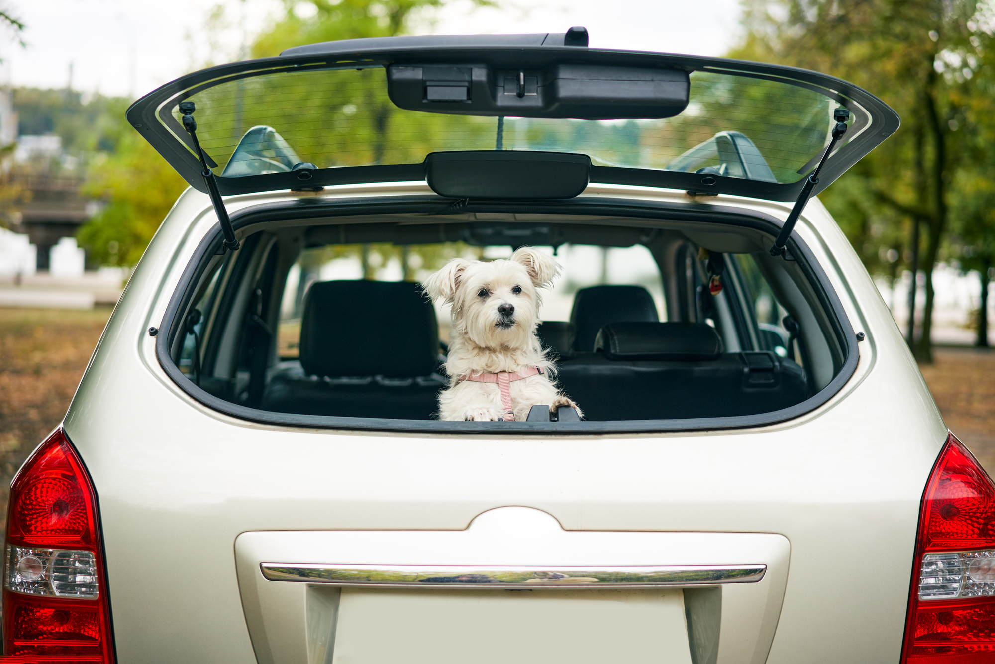 Das passende Auto für Hunde