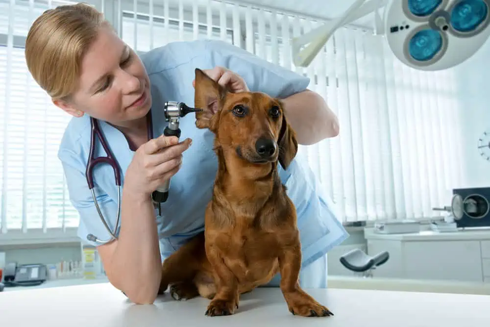 Blutohr beim Hund Gründe Ursachen Auslöser