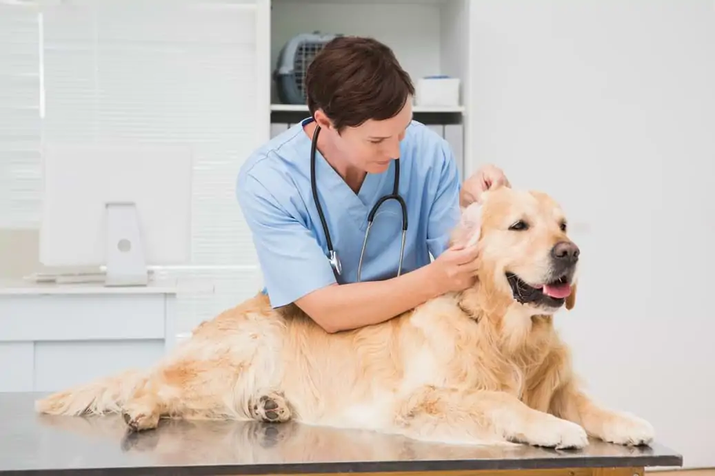Hund wird von Tierarzt an Ohren kontrolliert