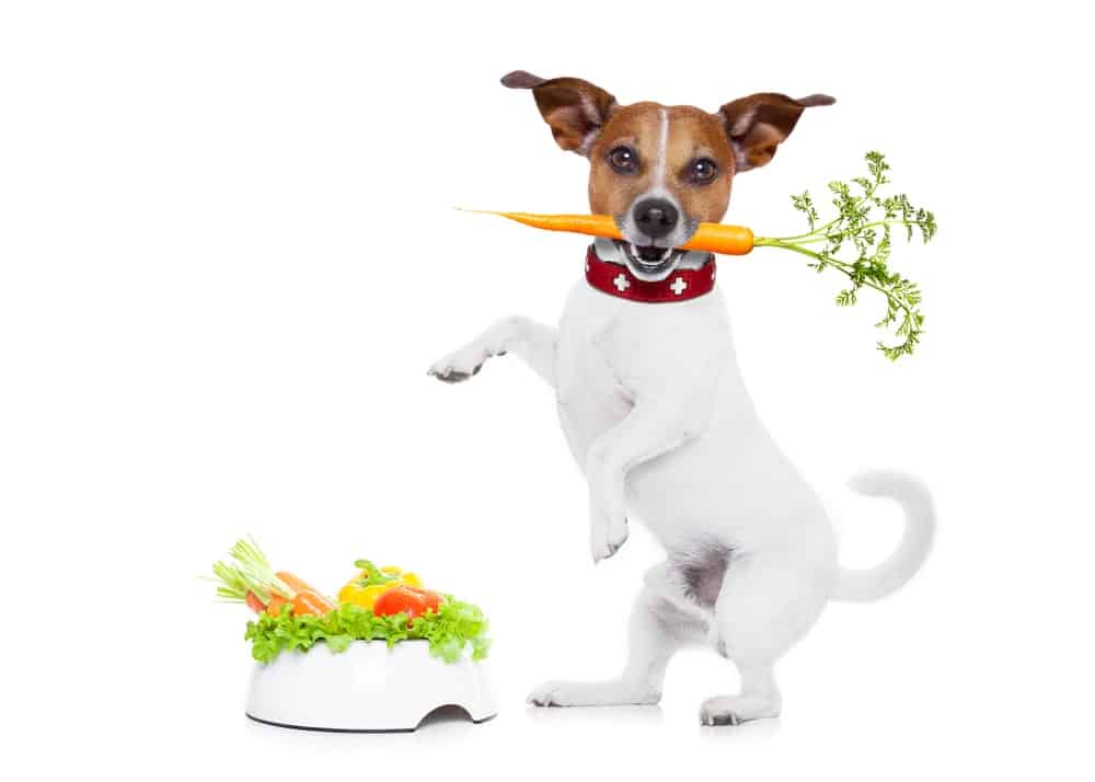 Welches Gemüse dürfen Hunde essen?