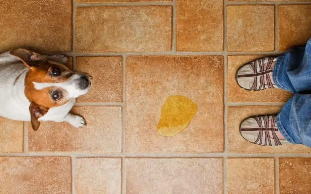 Hund pinkelt in die Wohnung