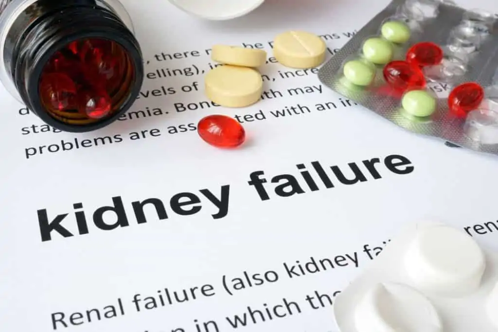 Niereninsuffizienz bei Hunden und Katzen erkennen & richtig behandeln