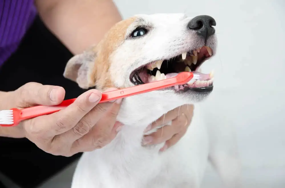 Mundgeruch beim Hund Zähne putzen