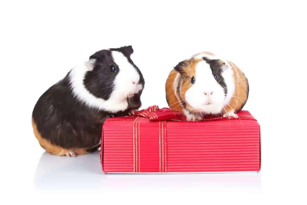 Meerschweinchen sitzen auf Geschenk