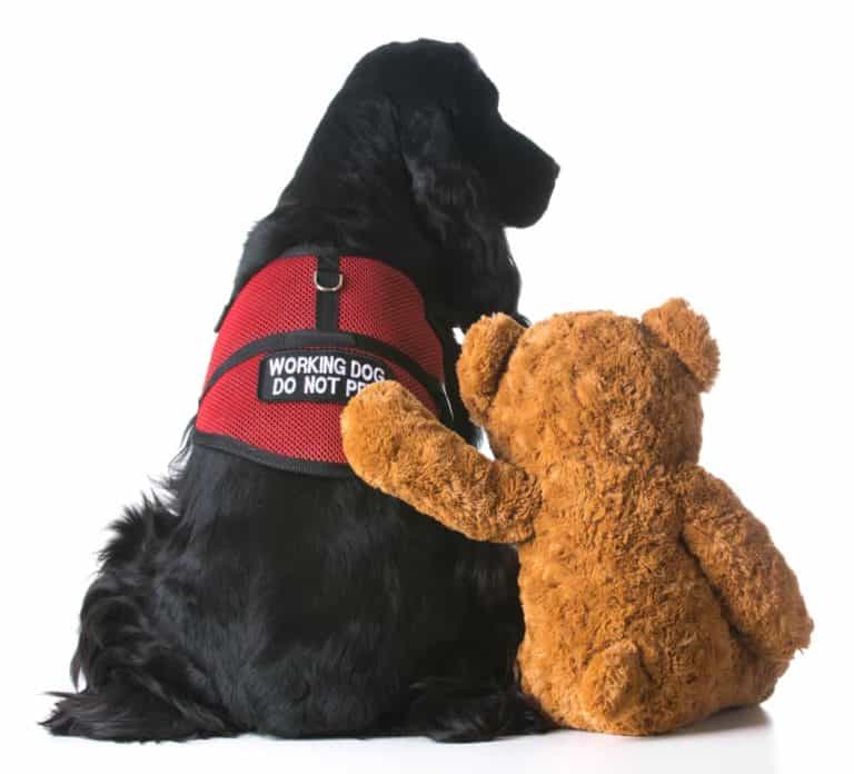 Therapiehund