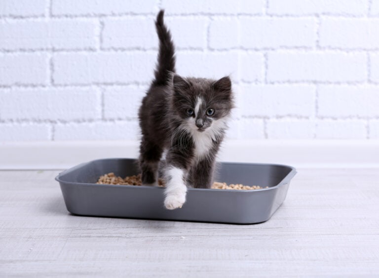 Katzenstreu 5 Empfehlungen Test