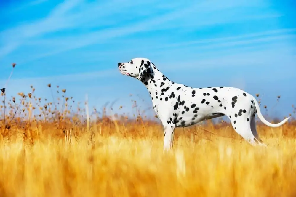 Untergewicht beim Hund: Dalmatiner