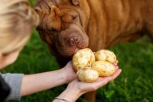 Dürfen Hunde Kartoffeln essen