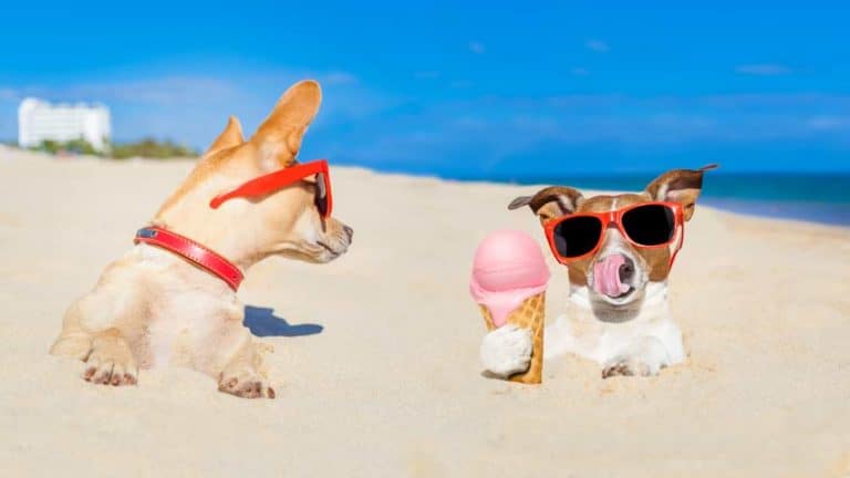 Hundeeis am Strand