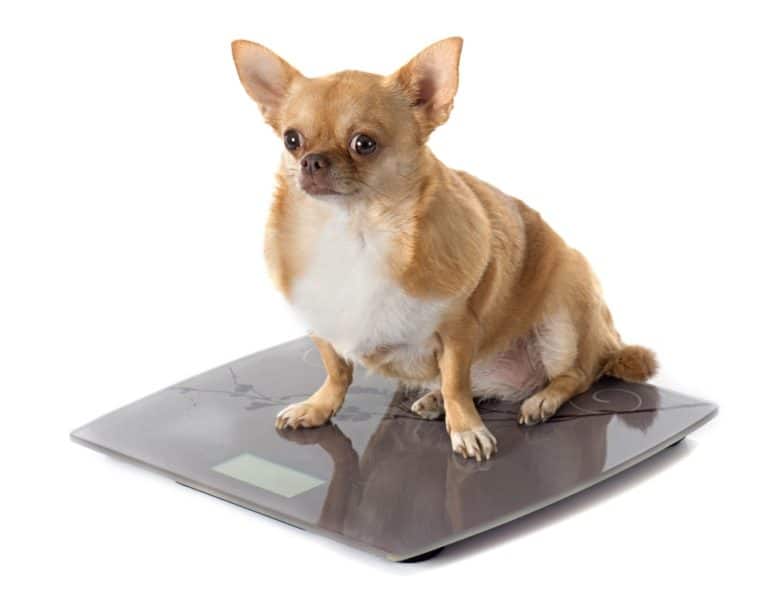 Diätfutter für Hunde