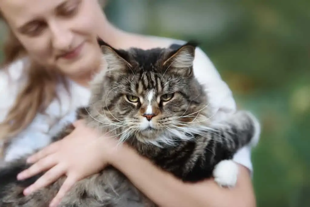 Maine-Coon-Katze liegt im Arm