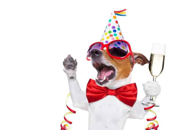 Silvester mit Hund