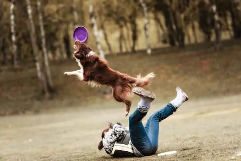 Dog Frisbee