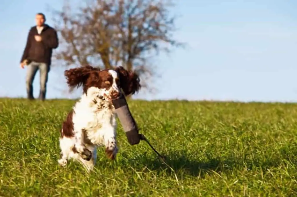 Dummytraining – Hunde artgerecht auslasten