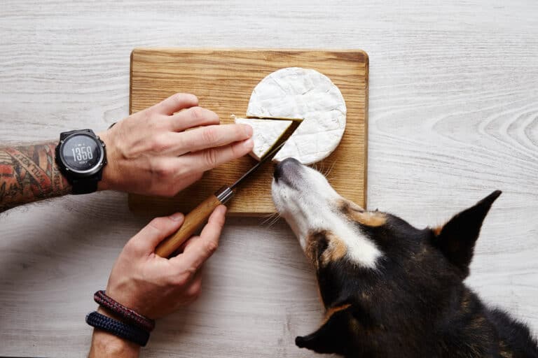 Dürfen Hunde Käse fressen