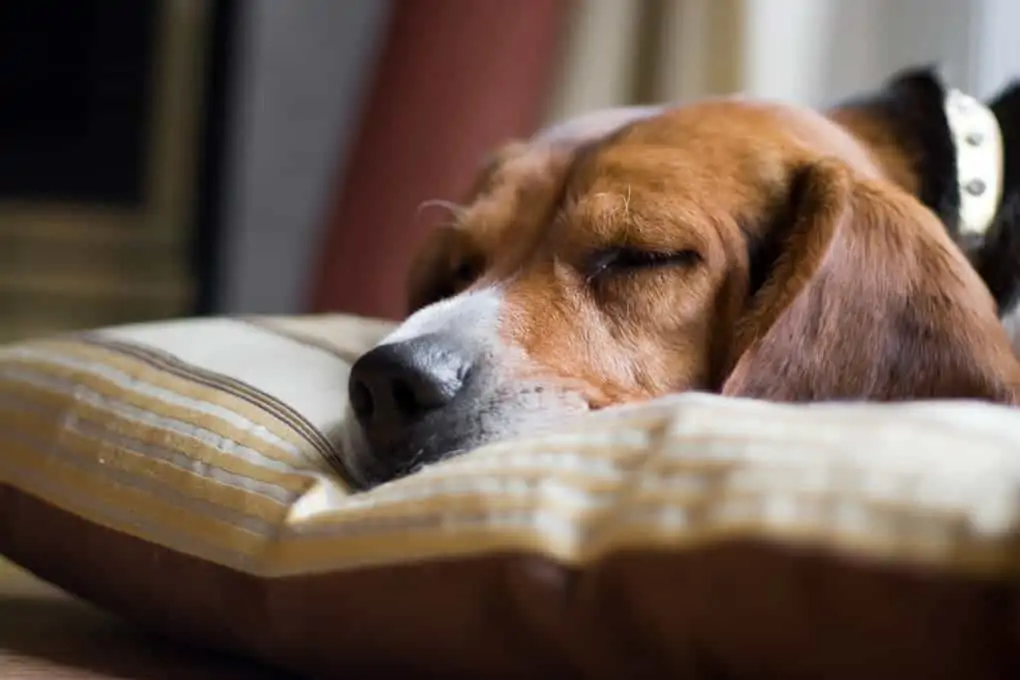 Hund kann beim Schlafen schmatzen