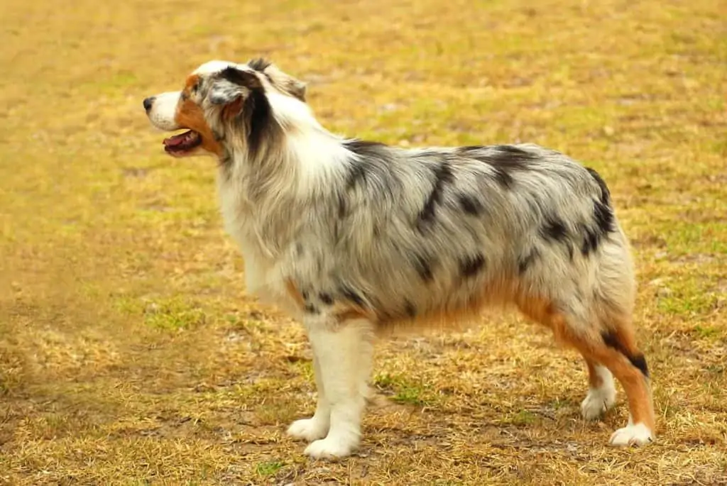Australien Shepherd