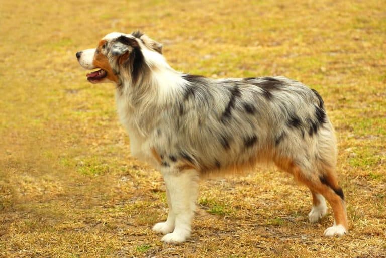 Australien Shepherd