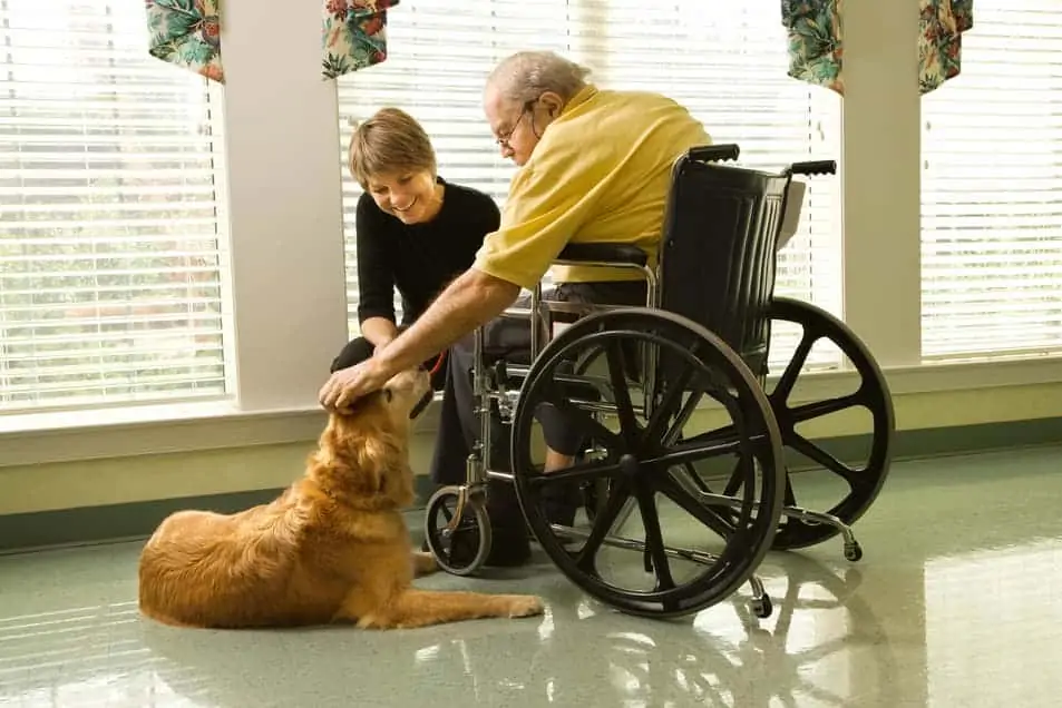 Therapiehund in der Seniorenpflege