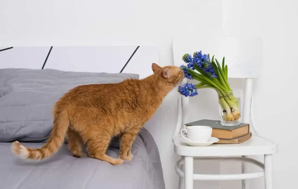 Achte darauf, welche Pflanzen Du in Deine Wohnung stellst!