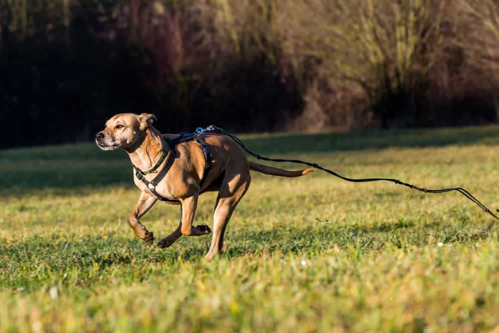 Hund läuft mit Leine