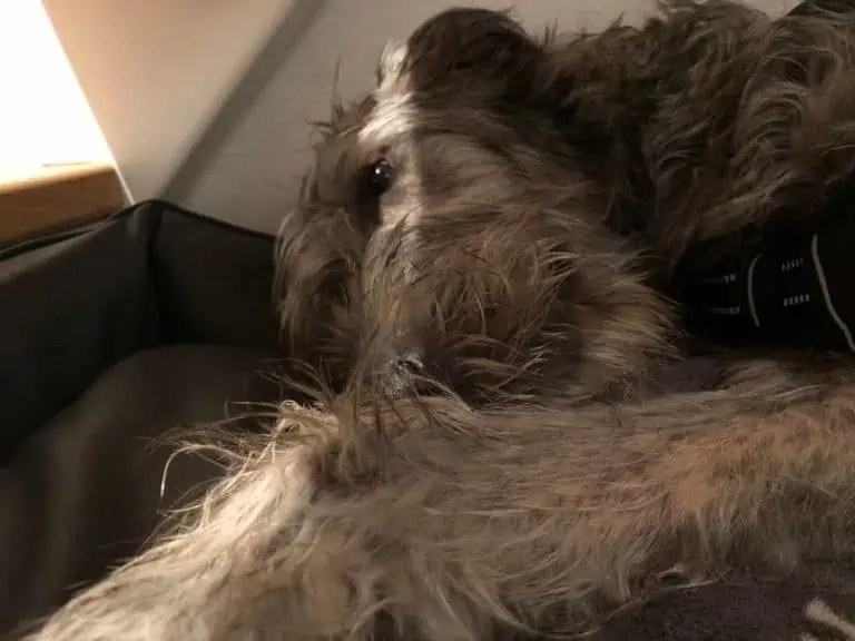 Dexter liebt Fellpflege