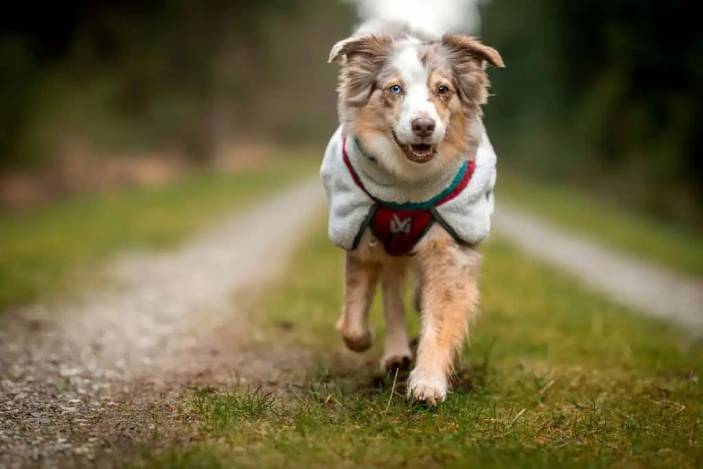 Fleecejacken für Hunde Erfahrungen Empfehlungen