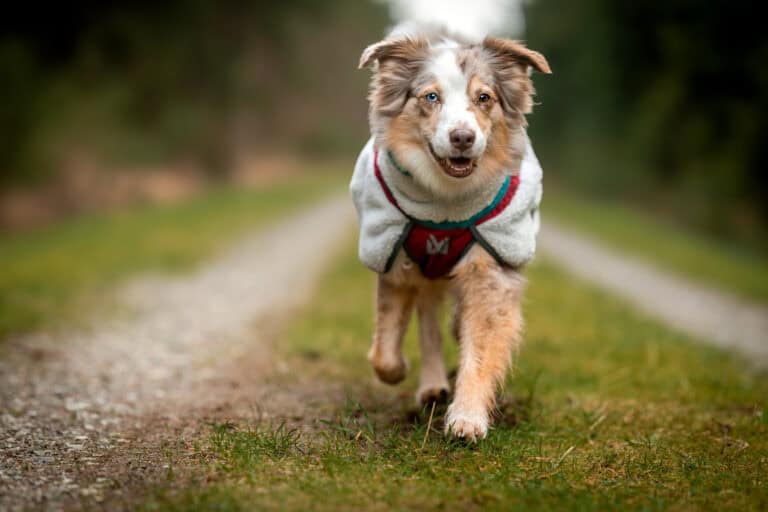 Fleecejacken für Hunde Erfahrungen Empfehlungen