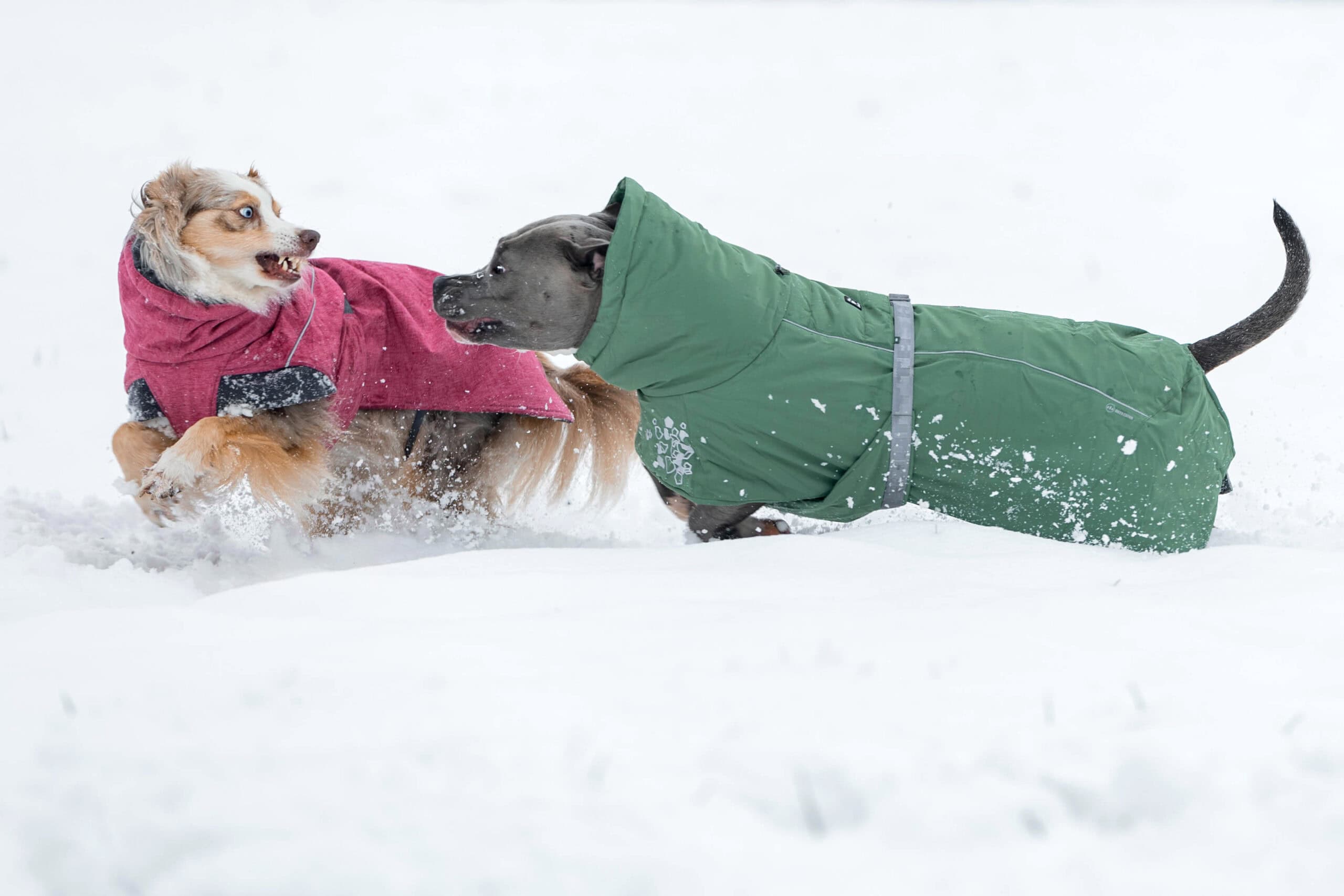 Frieren Hunde im Winter