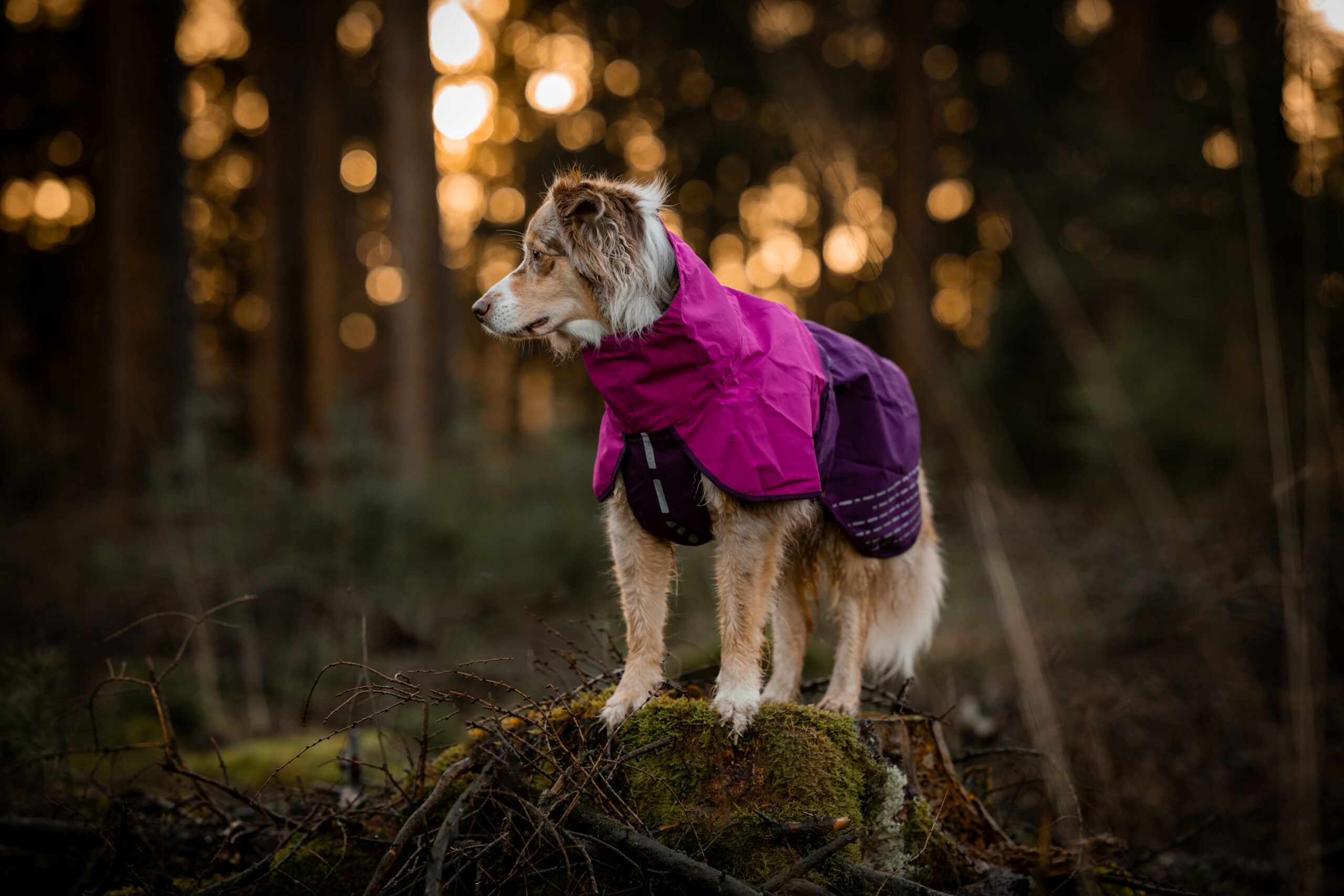 Regenmäntel für Hunde Non-Stop dogwear Fjord Raincoat