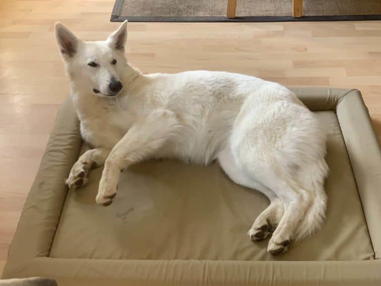 Finnto Hundebett