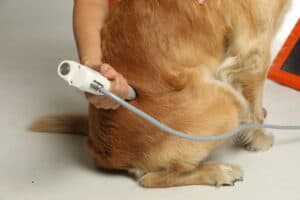 Hippotur Stoßwellen-Therapie für Hunde Physiotherapie