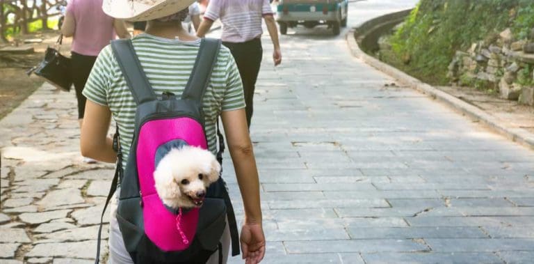Hund im Hunderucksack