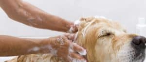 Hund wird mit Hundeschampoo gewaschen