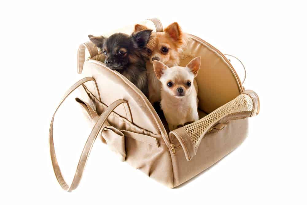 Hundetragetasche mit 3 Chihuahuas