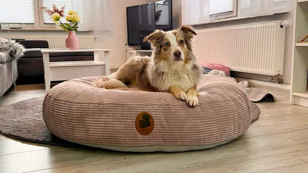 Emmy & Pepe Wau-Bed im Test – Wie gut ist das Hundebett wirklich?