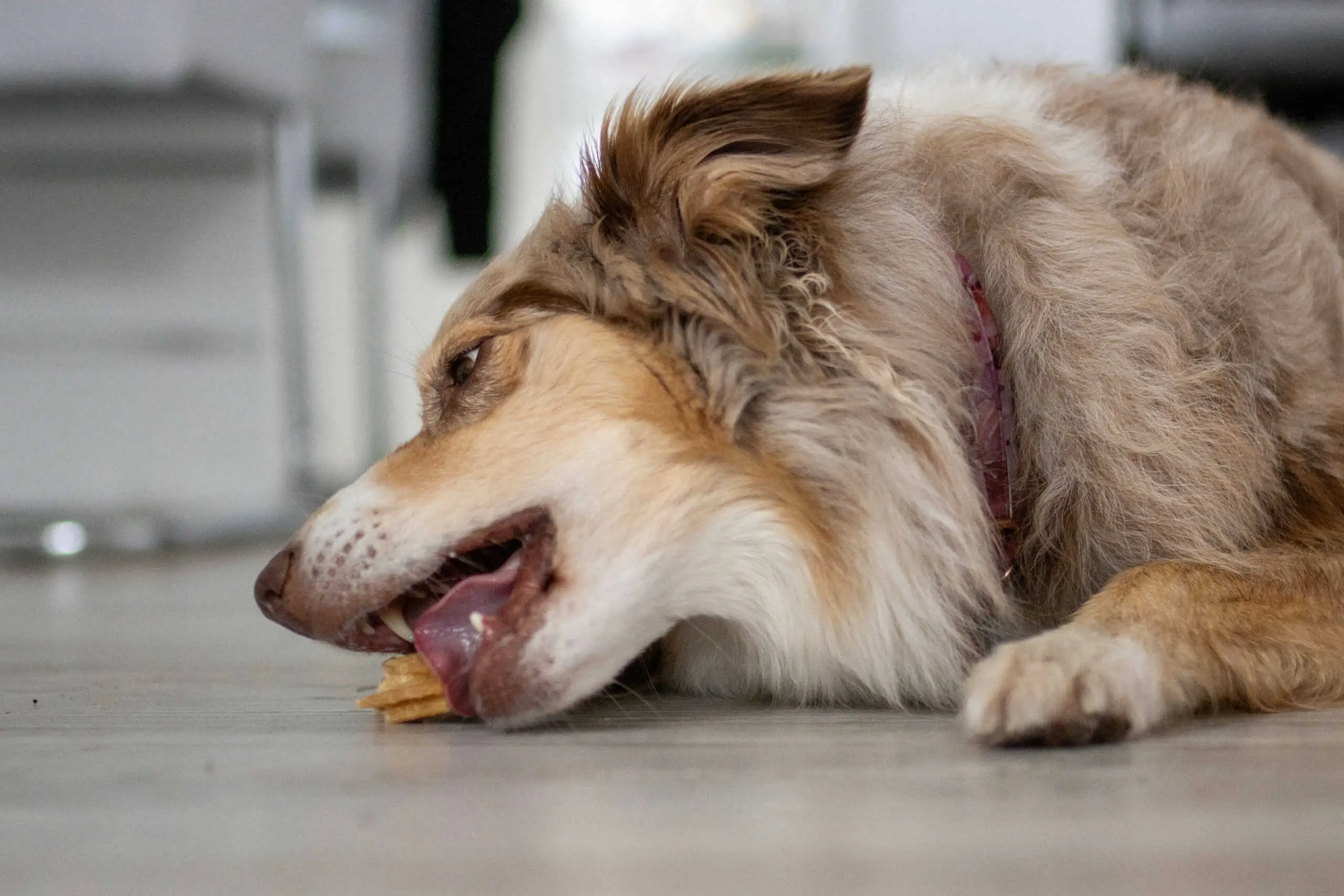Dental Sticks für Hunde Empfehlungen