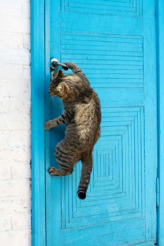 Katze macht eine Tür auf