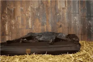 bettenhaus traumhund Hundekissen